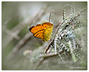 13th Nov 2022 - Rauparaha Copper Butterfly