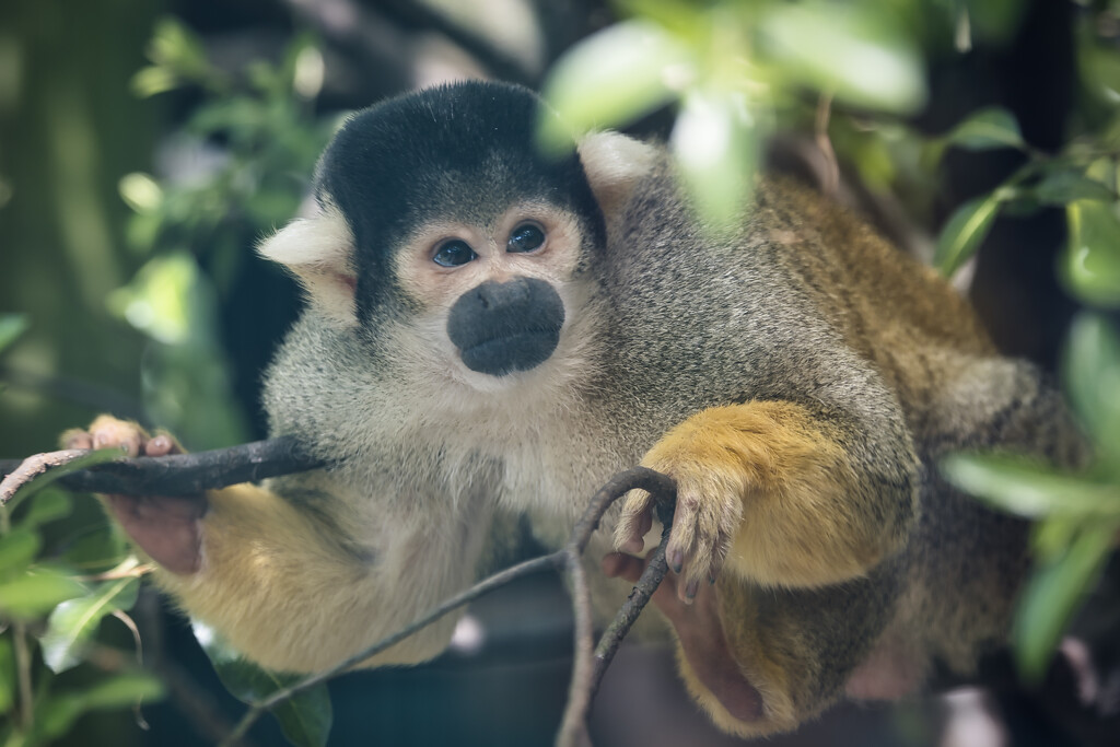 Monkeys by dkbarnett