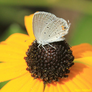 15th Sep 2022 - Eastern Tailed-blue (on Black-eyed Susan)