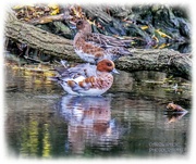 13th Nov 2022 - Mr.and Mrs.Wigeon