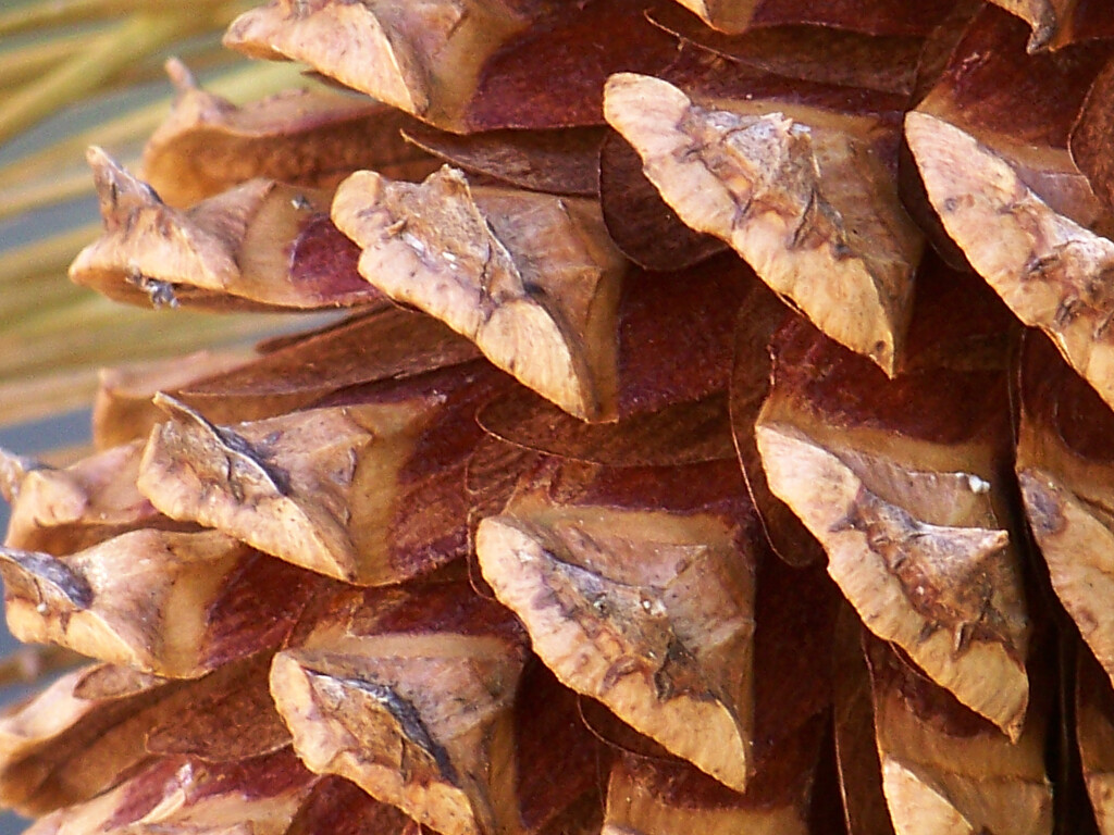 Pine cone textures 1... by marlboromaam