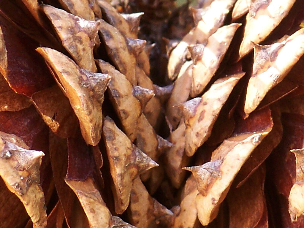 Pine cone textures 2... by marlboromaam
