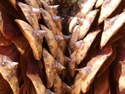 9th Nov 2022 - Pine cone textures 2...