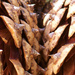 Pine cone textures 2... by marlboromaam