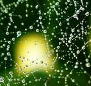 13th Nov 2022 - Morning dew on a 3D spiders web