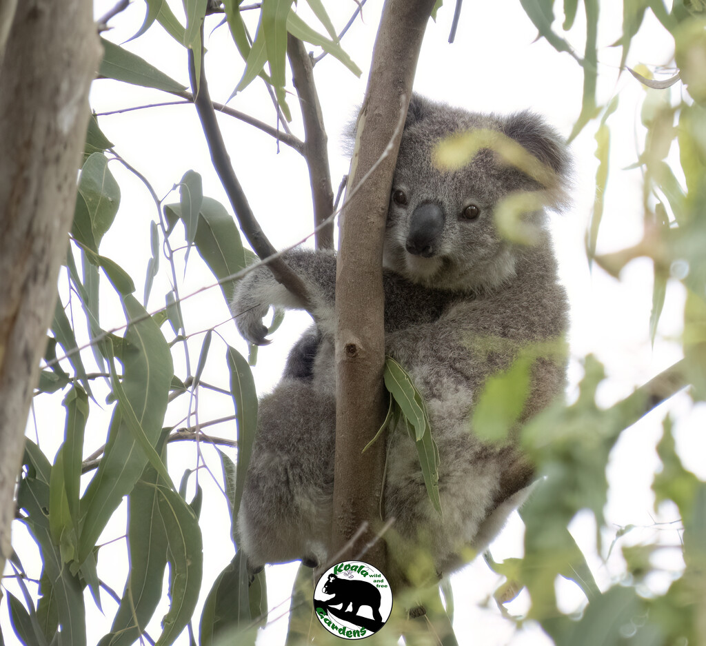 well hello, do I know you? by koalagardens