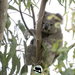 well hello, do I know you? by koalagardens