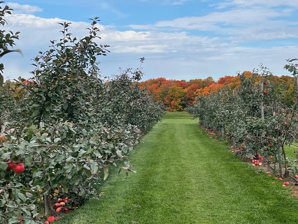 Apple Picking by sunnygreenwood