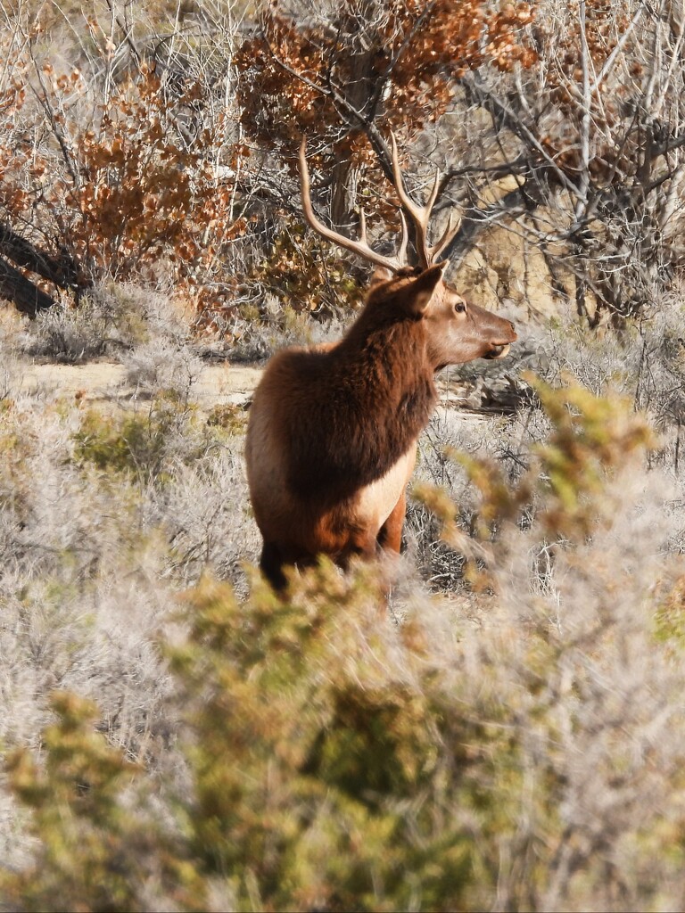 Wild Bull Elk by janeandcharlie