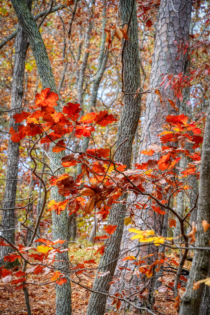 Red &Yellow Leaves by kvphoto