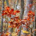 Red &Yellow Leaves by kvphoto