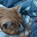 Sleepy cat by samcat