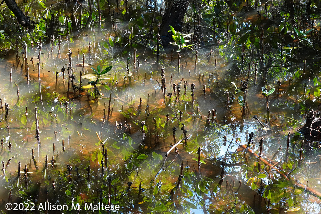 Mangrove Swamp by falcon11