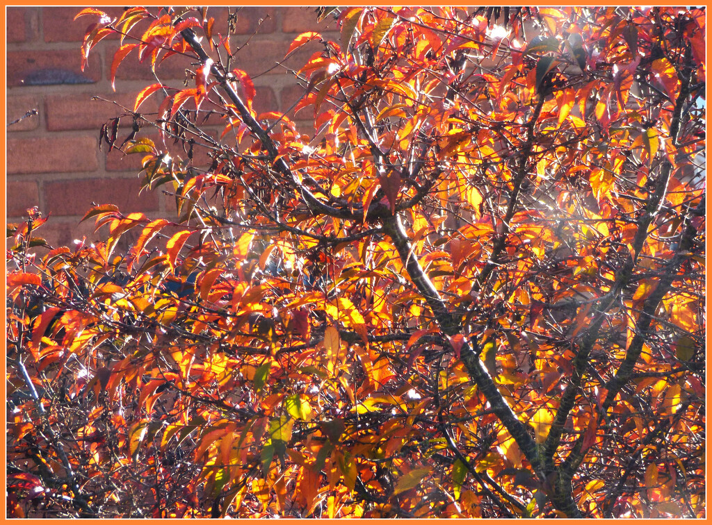 The prunus in its Autumn Glory by beryl