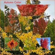 13th Nov 2022 - Autumn Color