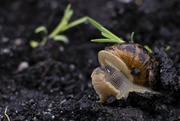 14th Nov 2022 - Snail comes out to play
