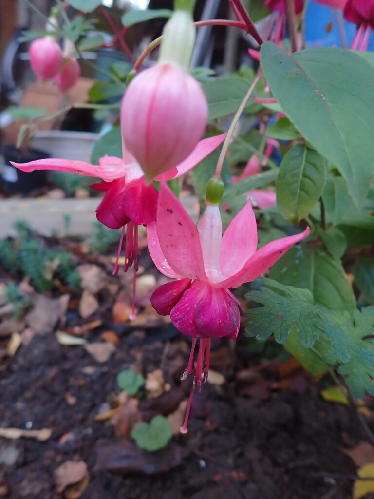 Plenty more Fuchsia blooms to come by speedwell