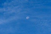 13th Nov 2022 - Blue moon