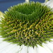 Getting close to a white Echinacea by speedwell