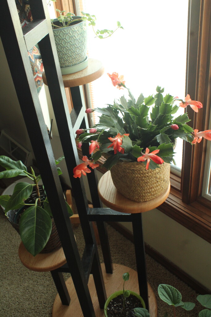 Christmas Cactus and Friends  by mltrotter
