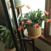 Christmas Cactus and Friends  by mltrotter