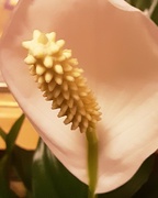 13th Nov 2022 - A close up of a Peace Lily flower