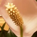A close up of a Peace Lily flower by grace55