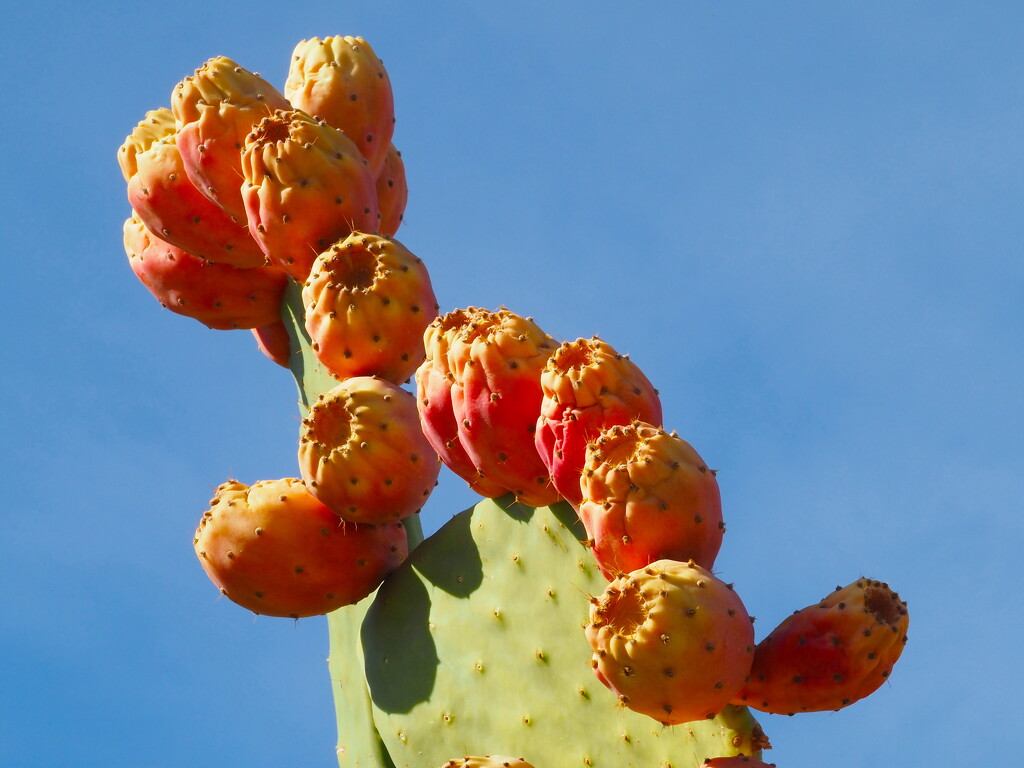 Prickly Pear Cactus  by redy4et