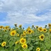 Sunflowers At The Apple Orchard by sunnygreenwood