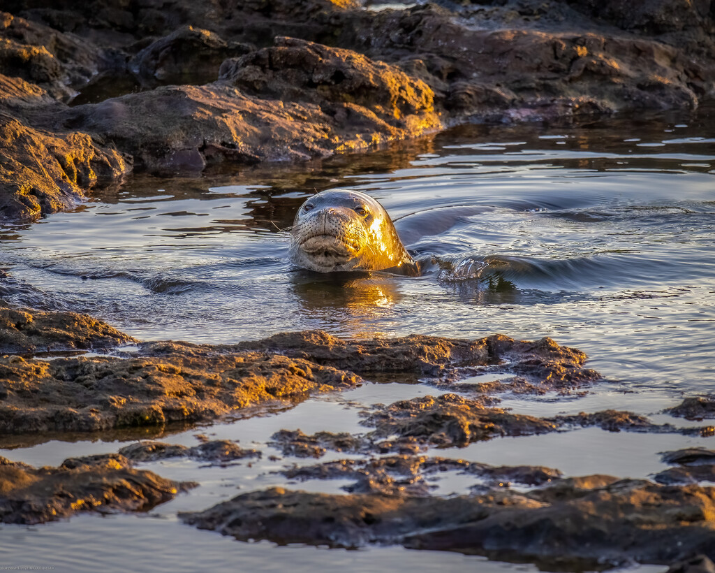  Endangered Hawaiian Monk Seal by nicoleweg
