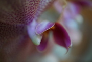 14th Nov 2022 - petals of a mini orchid flower