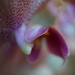 petals of a mini orchid flower