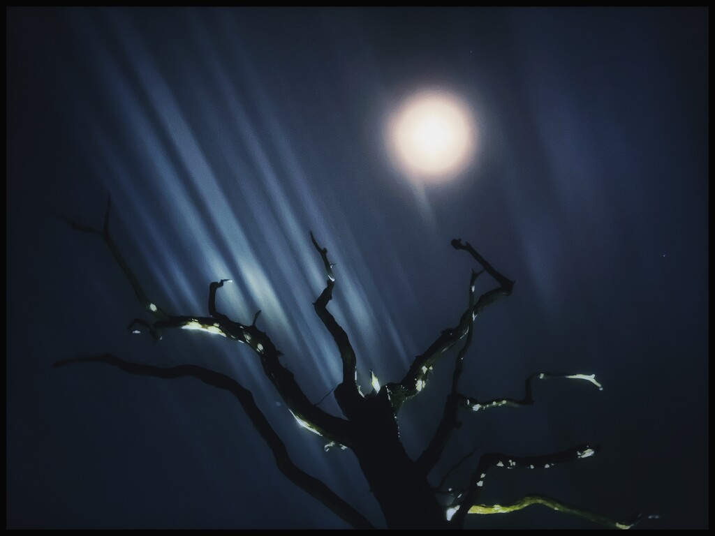 The Tree 35 by moonbi