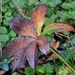 Leaf by arkensiel