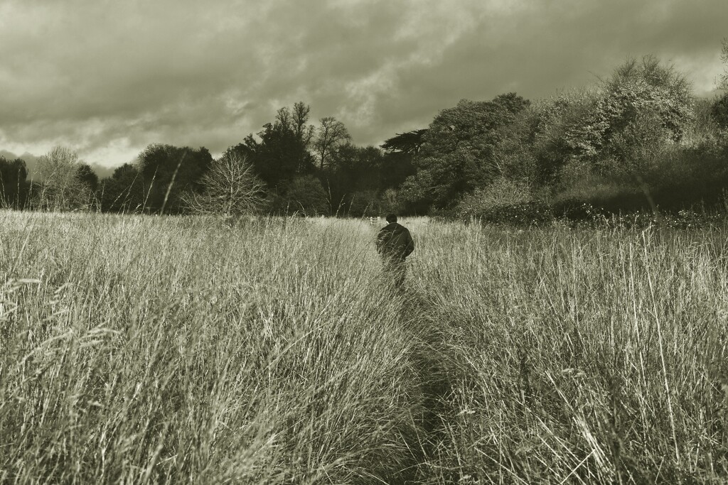 A walk through the fields by anitaw