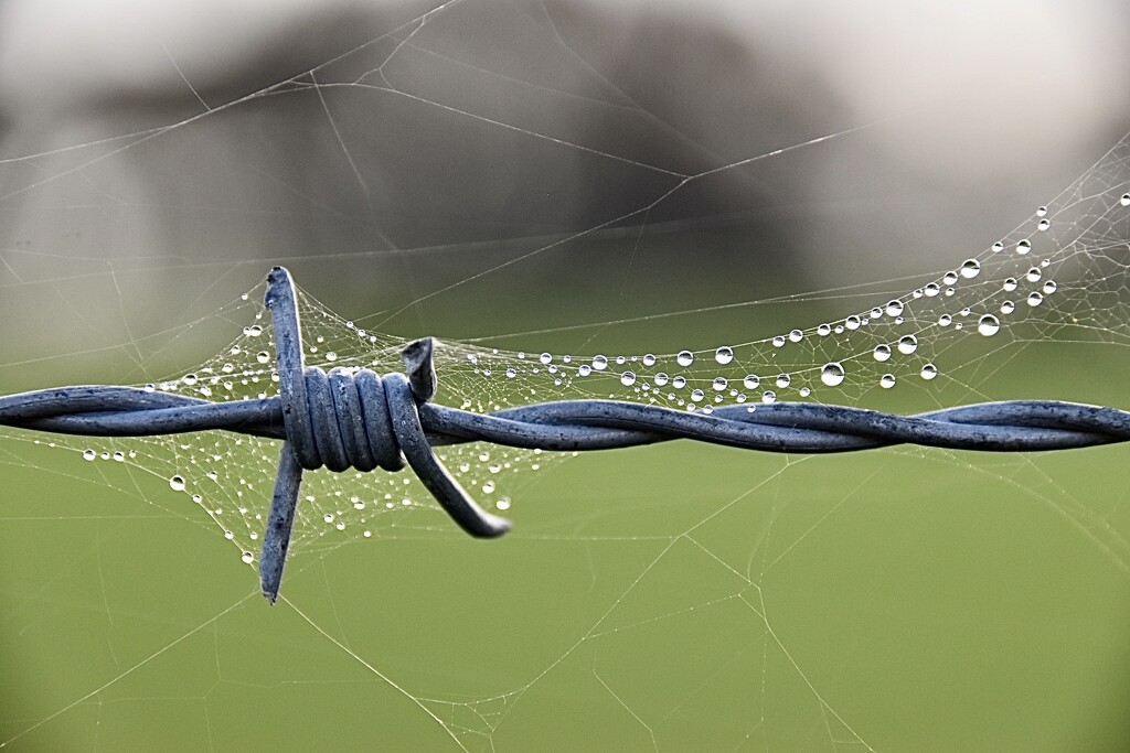 Dewdrops and cobwebs  by wakelys