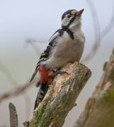 14th Nov 2022 - Great Spotted Woodpecker