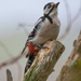 Great Spotted Woodpecker by lifeat60degrees