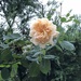 Rose by arkensiel