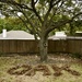 Oak Tree  by metzpah