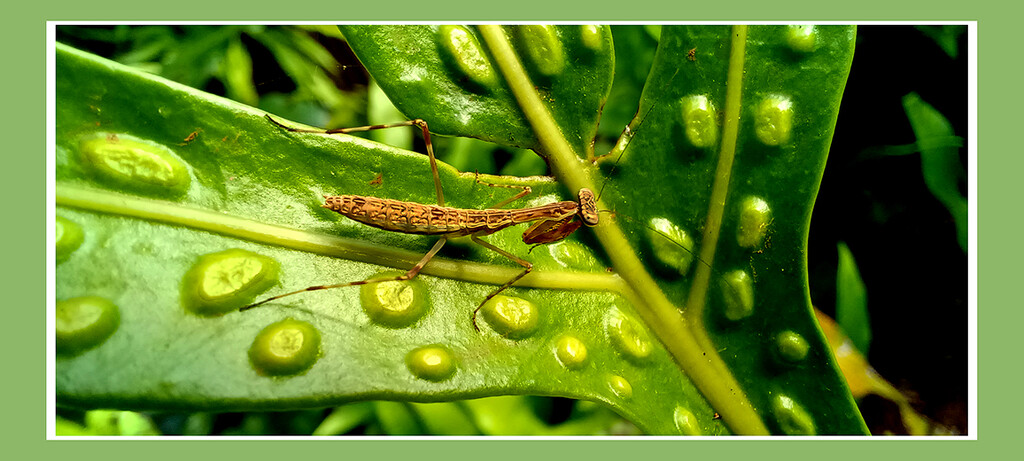 RESTING ON A FERN LEAVE     (Better on black) by sdutoit