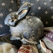 Rabbit #6: Garden Rabbit  by spanishliz