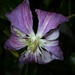 Clematis  by countrylassie