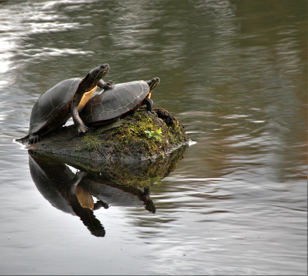 Turtle Business  by radiogirl