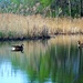 Two Geese by lynnz
