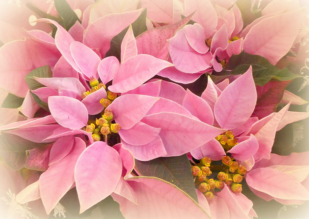 Pink Poinsettia.  by wendyfrost