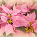 Pink Poinsettia.  by wendyfrost