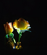 14th Nov 2022 - A pair of roses