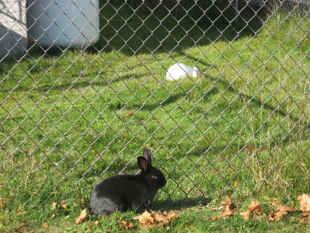 Rabbit(s) #7: Either Side of the Fence by spanishliz