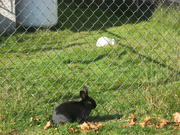4th Nov 2022 - Rabbit(s) #7: Either Side of the Fence